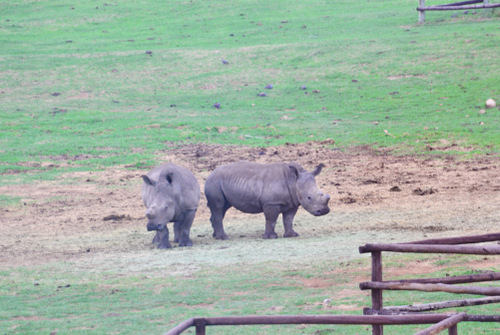 Rhinoceros .