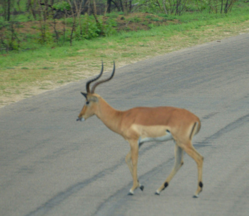 Impala, Male.