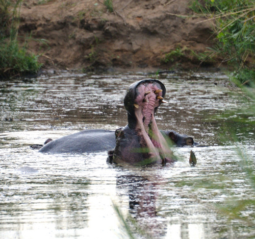 Two Hippopotami, One Yawning.