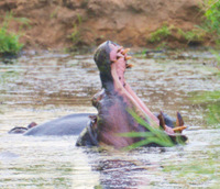 Rare Hippopotamus Yawn, Kruger NP, South Africa