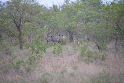 400 meters/yards, first sighting, Rhinoceros.