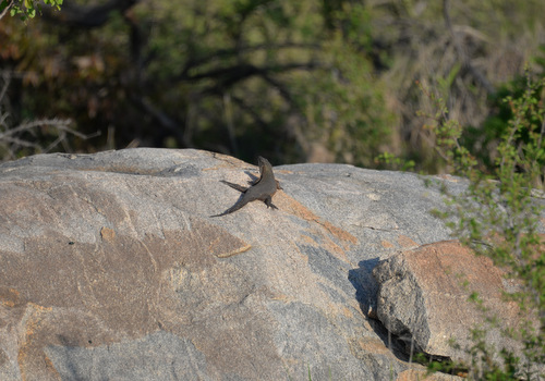 A lizard sunning on a rock.