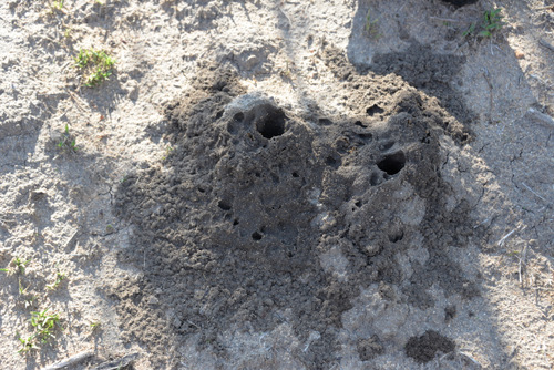Termite Mound.