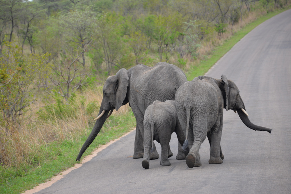 Mom & Dad Elephants Patrol on Junior's Walk.