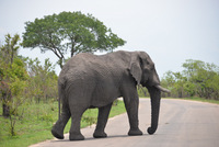 Elephant Owns Road, Kruger NP, South Africa