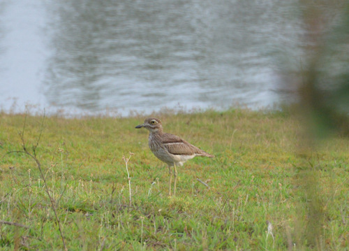 Water Thick Knee.