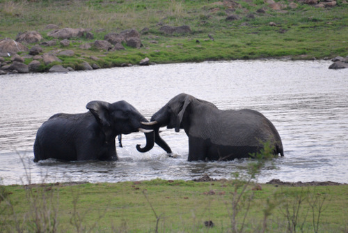 Young Bull Elephants Wrestle.
