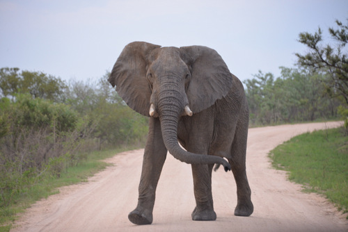 Big Bull Elephant owns the road.