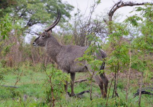 A Waterbuck stands proudly (and wet).