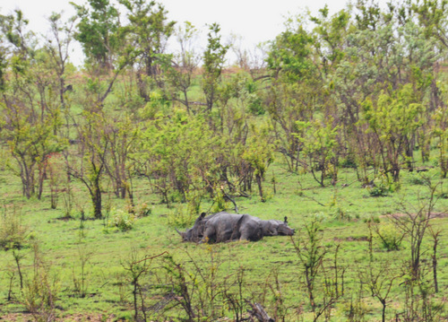 Rhinos sleeping.