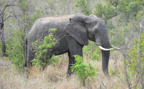 Solo Elephant, likely a Bull.