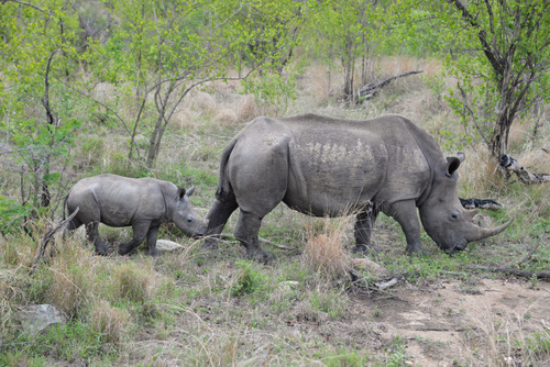 Rhino Mommy and Baby.