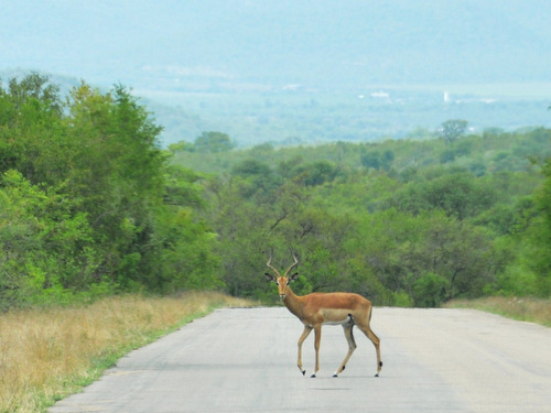 Impala Male.
