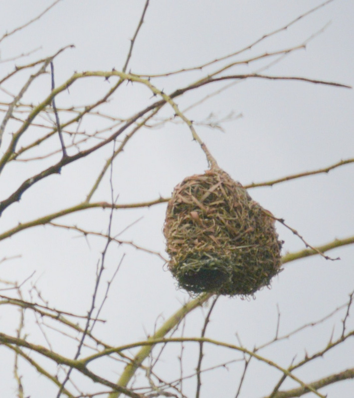 Weaver Bird Nest.