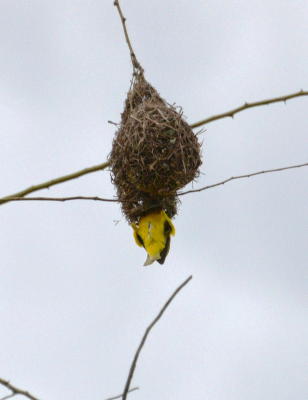 Weaver Bird entering nest.