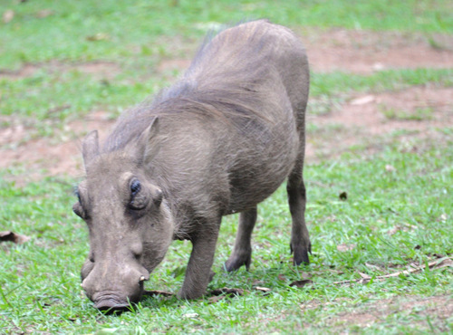 Warthog wanders about camp.
