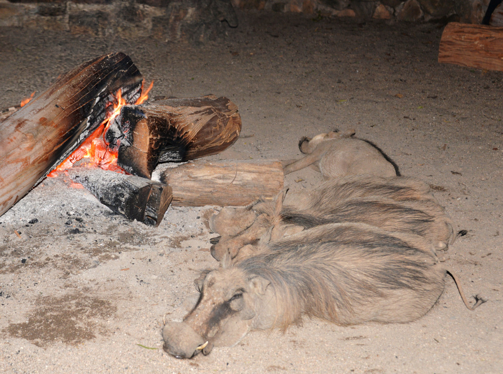 Real live Warthogs warming up next to the campfire.
