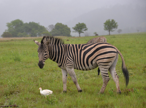 Zebra and Cattle Egret.