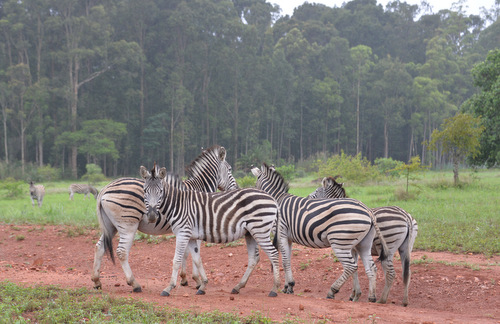 Zebras.
