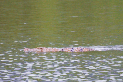 the waters of Mlilwane Game Sanctuary have crocodiles.