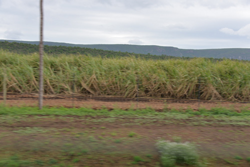 Sugar Cane Field.