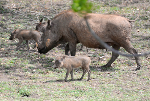 Warthog Babies.