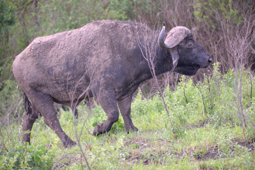 Cape Buffalo.