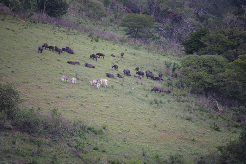 Mixed Zebra and Cape Buffalo herds (not unusual).
