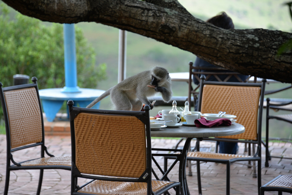 A Vervet Monkey manages to sneak an abandoned meal.