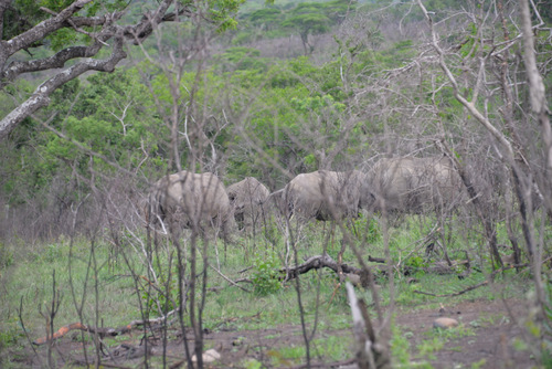 Four Rhinoceros.