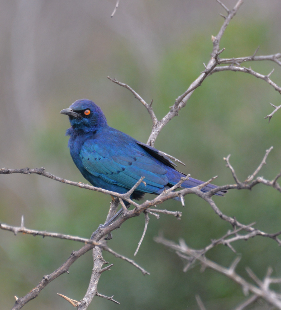 Cape Glossy Starling.