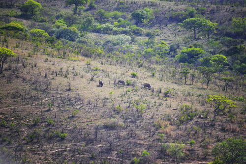 Rhinoceros Gather.