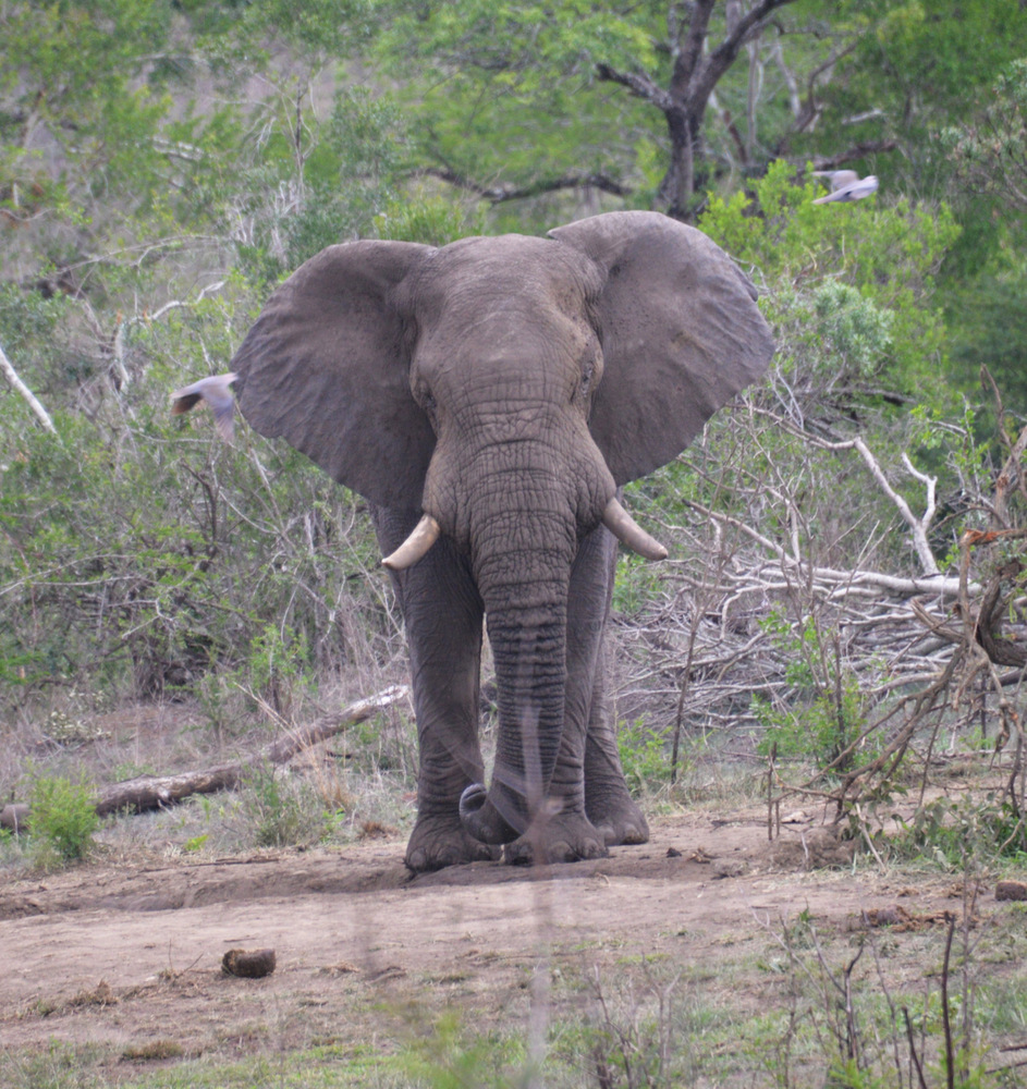 Elephant - Note the two birds flying on each side.