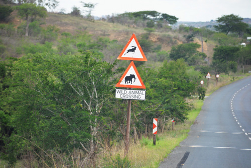 Wild Animal Crossing Signs.