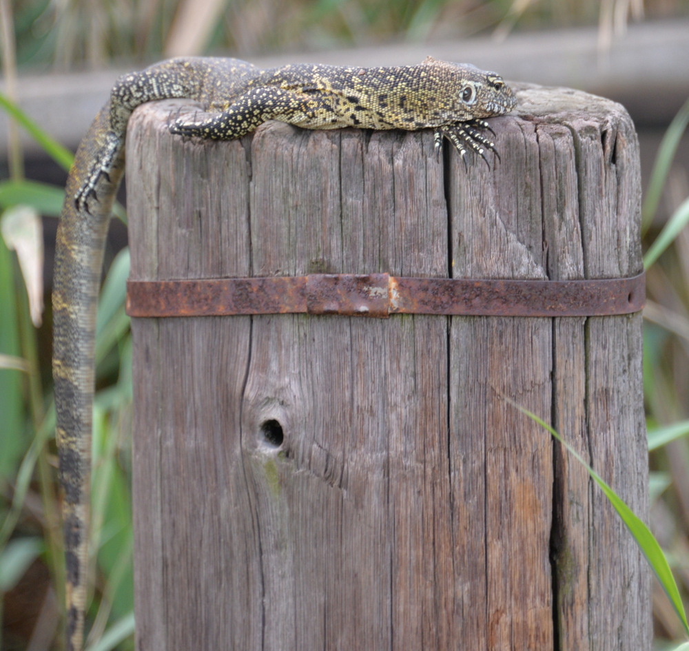 A Water Monitor suns itself on a pier.
