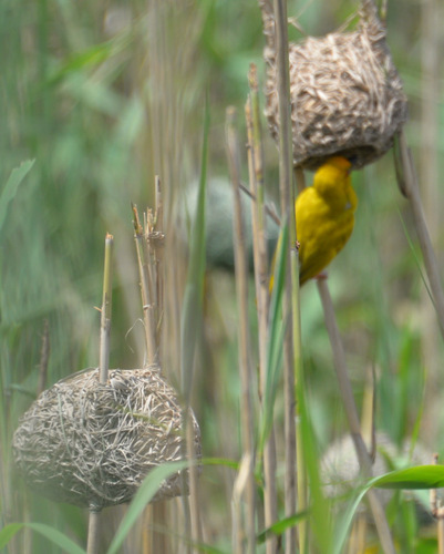Weaver Bird and Nests.