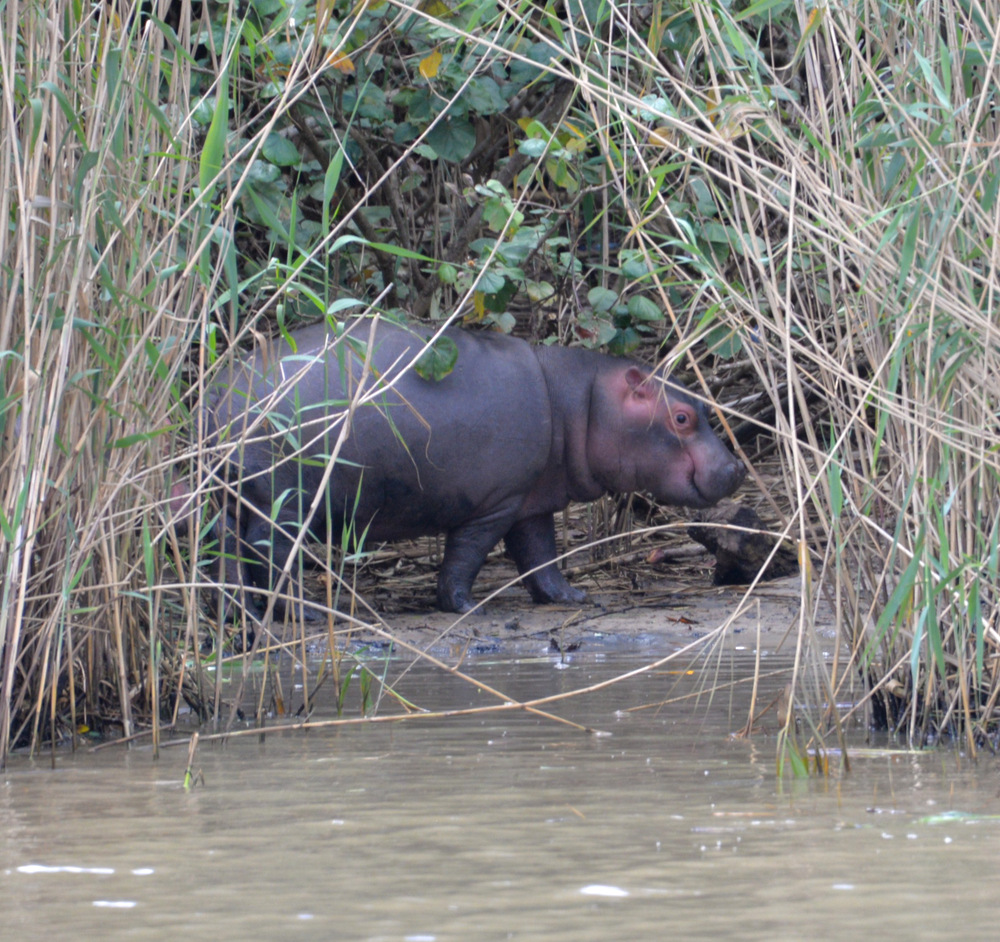 A Baby Hippopotamus is by itself in Crocodile infested waters.