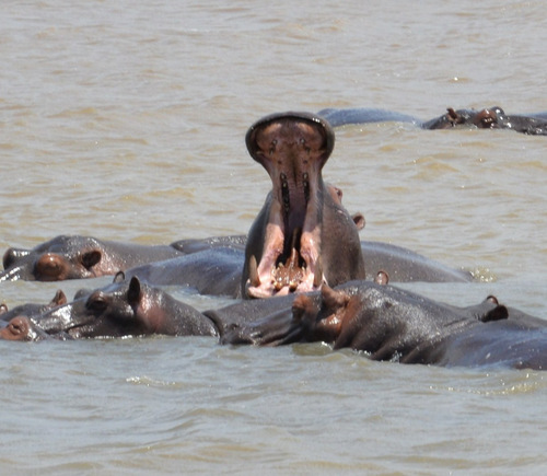 Hippopotamus Yawn.