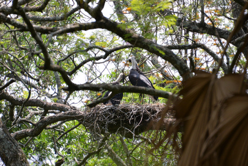 Nesting pair of Storks.