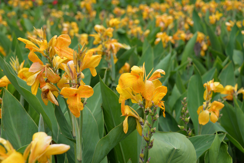 A field of Irises.