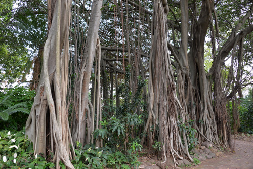 Durban Botanical Gardens.