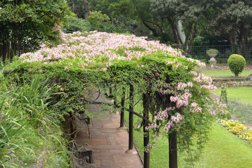 Durban Botanical Gardens.