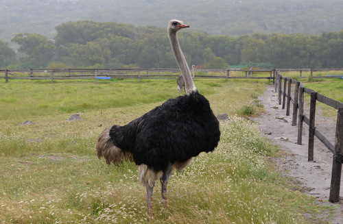 Male Ostrich - Black.