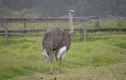 Female Ostrich - Grey.