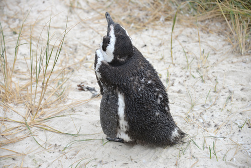 Molting Penguin.
