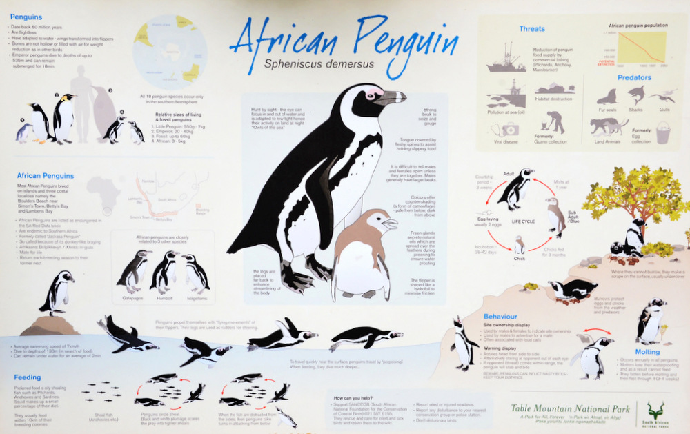 About Penguins.