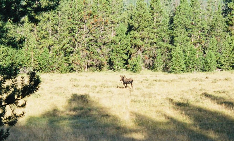 Moose in an open field.