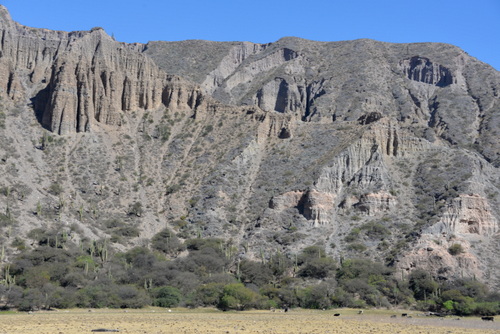 Tall slender Pasacana Cactus growing amongst tall slender columns of rock.
