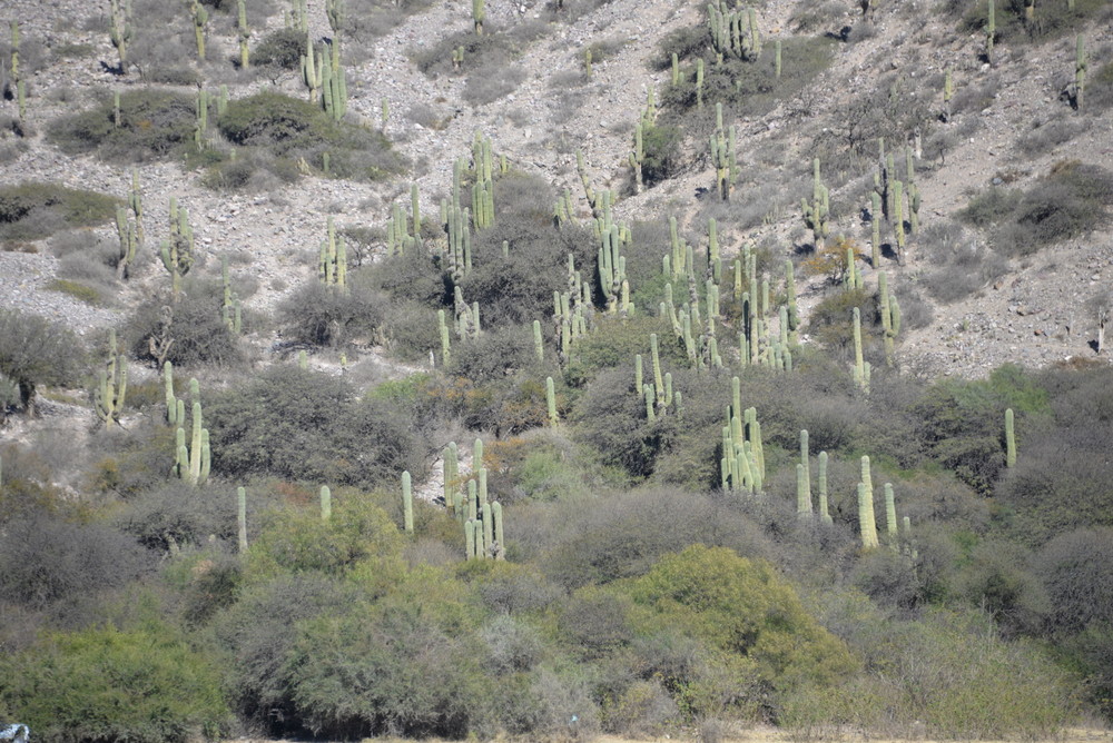 Close-up of Pasacana Cactus.