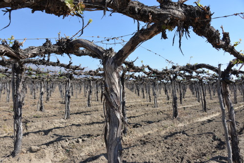  This is an older vine field that uses a water irrigation flood technique.